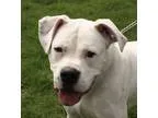 Adopt Rufus a Brindle - with White Boxer  Mixed dog in Jackson M