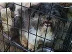 Adopt Lindy a Black - with White Shih Tzu  Mixed dog in Fairfiel