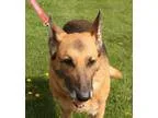 Adopt Brandy A004532 a German Shepherd Dog