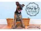 Adopt Abby a German Shepherd Dog