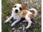 Adopt Gracie ADOPTION PENDING a Terrier