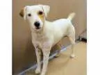 Adopt Prince a Labrador Retriever Great Dane