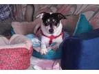 Adopt Ozzy a Jack Russell Terrier