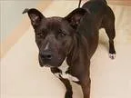 Adopt Misty a Labrador Retriever  Mixed dog in Portland OR (1522