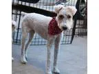Adopt Charlie a Wire Fox Terrier