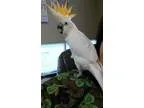 Adopt BABY a White Cockatoo bird in Hurricane UT (15375805)