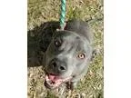 Adopt Blu a GrayBlueSilverSal t and Pepper American Staffordshir