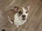 Adopt Cori a Boxer Pit Bull Terrier