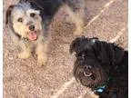 Adopt Marteenie a GraySilverSalt and Pepper - with Black Silky T