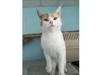Adopt Handsome a Domestic Short Hair