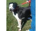Adopt Johnson a Great Dane Pointer