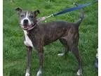 Adopt Willow a Brindle - with White Boxer  Pit Bull Terrier  Mix