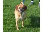 Adopt Lacey a BrownChocolate - with White Pug  Beagle  Mixed dog
