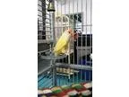 AKC Liver andTan andred  liver males