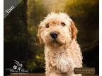 Adopt Tom a TanYellowFawn Fox Terrier (Wirehaired)  Mixed dog in