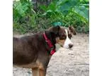 Adopt Penny a Catahoula Leopard Dog