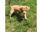 Adopt ZOEY a TanYellowFawn Terrier (Unknown Type Small)  Austral