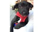 Adopt Boo Boo a White Poodle (Miniature)  Mixed dog in Rohnert P