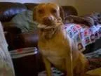 Adopt RED a Pit Bull Terrier