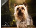 Adopt Marshall a Black - with Tan Yellow or Fawn Silky Terrier  