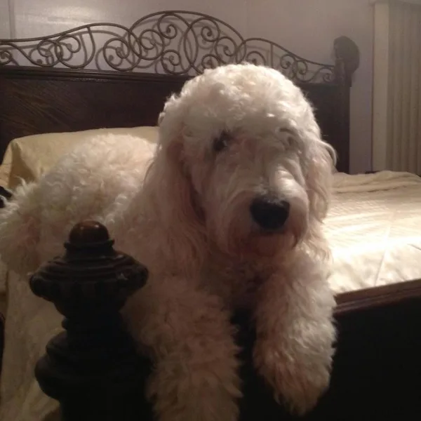 Goldendoodle Pups (REDUCED PRICE)