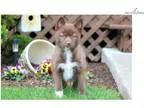 Andy - Pomsky Male