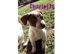Adopt Adoption pending - Charlotte a Dachshund  Mixed dog in Ora