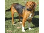 Adopt Eliot-ADOPTION PENDING a Tricolor (TanBrown and Black and 