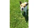 Adopt Max a Cattle Dog Terrier