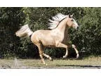 Stunning quarter horse for sale He s