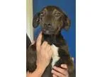 Adopt Jade-adorable puppy a Black Labrador Retriever Hound