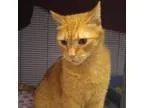 Adopt Ronald a Orange or Red Domestic Shorthair  Mixed cat in No