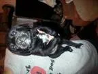 Adopt Puppies a Labrador Retriever