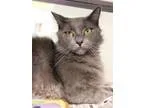 Adopt Mr. Darcy A116826 a Ragdoll