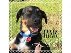 Adopt Hank a Black - with Brown Red Golden Orange or Chestnut Ro