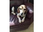 Adopt Betsy a Beagle