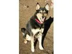 Adopt Sarge a Collie Australian Cattle Dog (Blue Heeler)