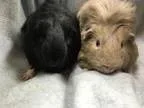 Adopt Thorn (bonded with Viper) a Guinea Pig Short-haired