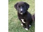 Adopt Tallulah a Great Pyrenees