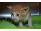 Adopt Mario a Orange or Red (Mostly) Domestic Shorthair (short c