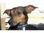 Adopt Peggy Sue a Dachshund Jack Russell Terrier