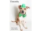 Adopt ASHLEY- pending a Tricolor (TanBrown and Black and White) 
