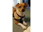 Adopt Buttons a Jack Russell Terrier