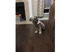 Adopt Zoe a Shih Tzu