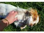 Adopt Peanut a White - with Red Golden Orange or Chestnut Papill