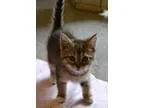 Adopt Nova a Brown Tabby Domestic Shorthair (short coat) cat in 