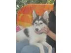 Adopt PUPPY AURORA a Siberian Husky Border Collie