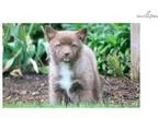 Apple - Pomsky Female