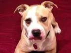 Adopt BRYNN a Pit Bull Terrier
