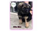 Adopt Ellie Mae a Corgi  Sheltie Shetland Sheepdog  Mixed dog in